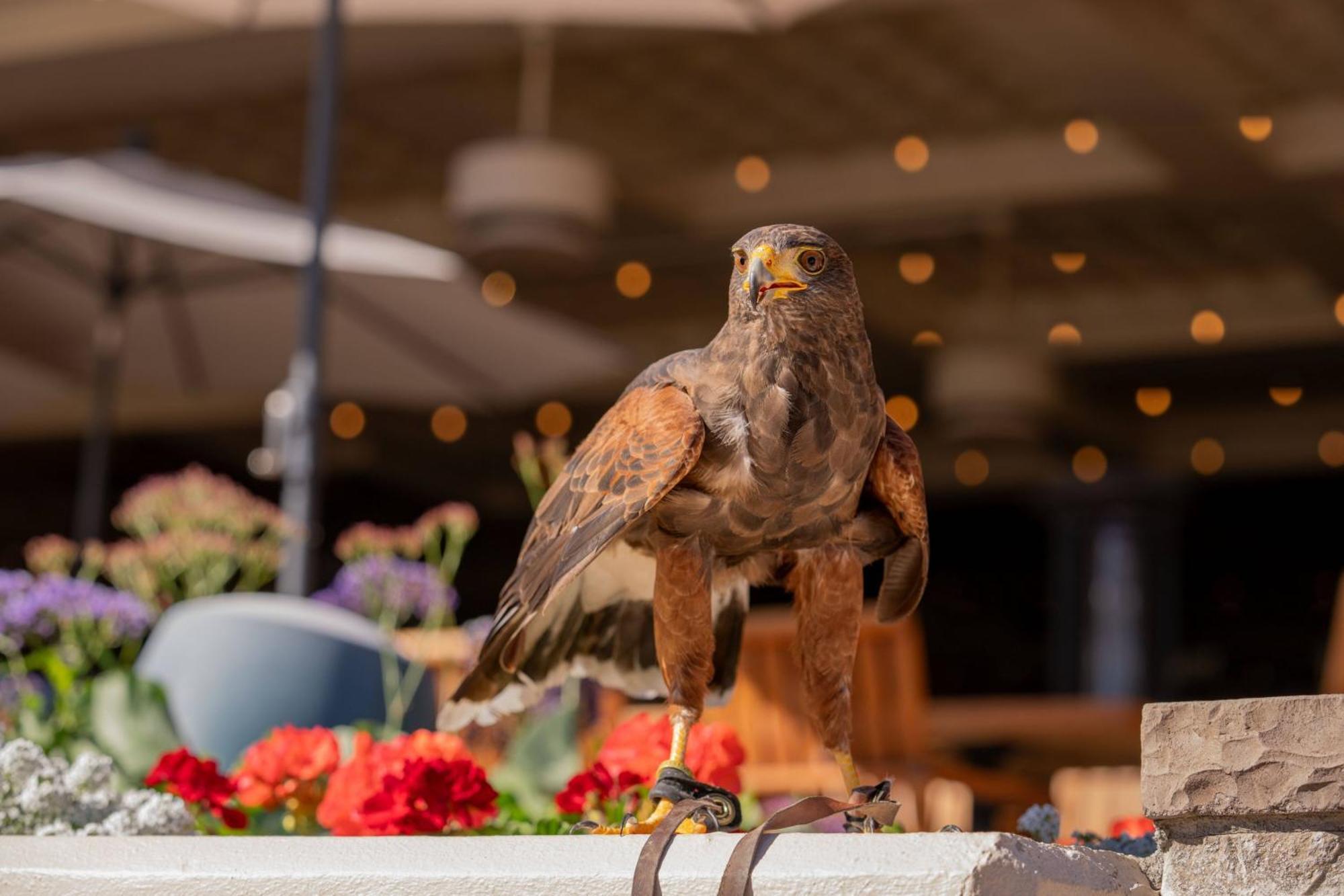 The Phoenician, A Luxury Collection Resort, Scottsdale Zewnętrze zdjęcie